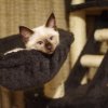 Seal Point Kitten in a Basket